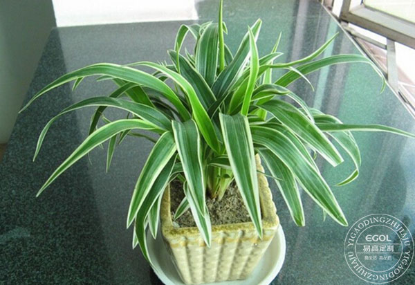 滾蛋吧 甲醛君！